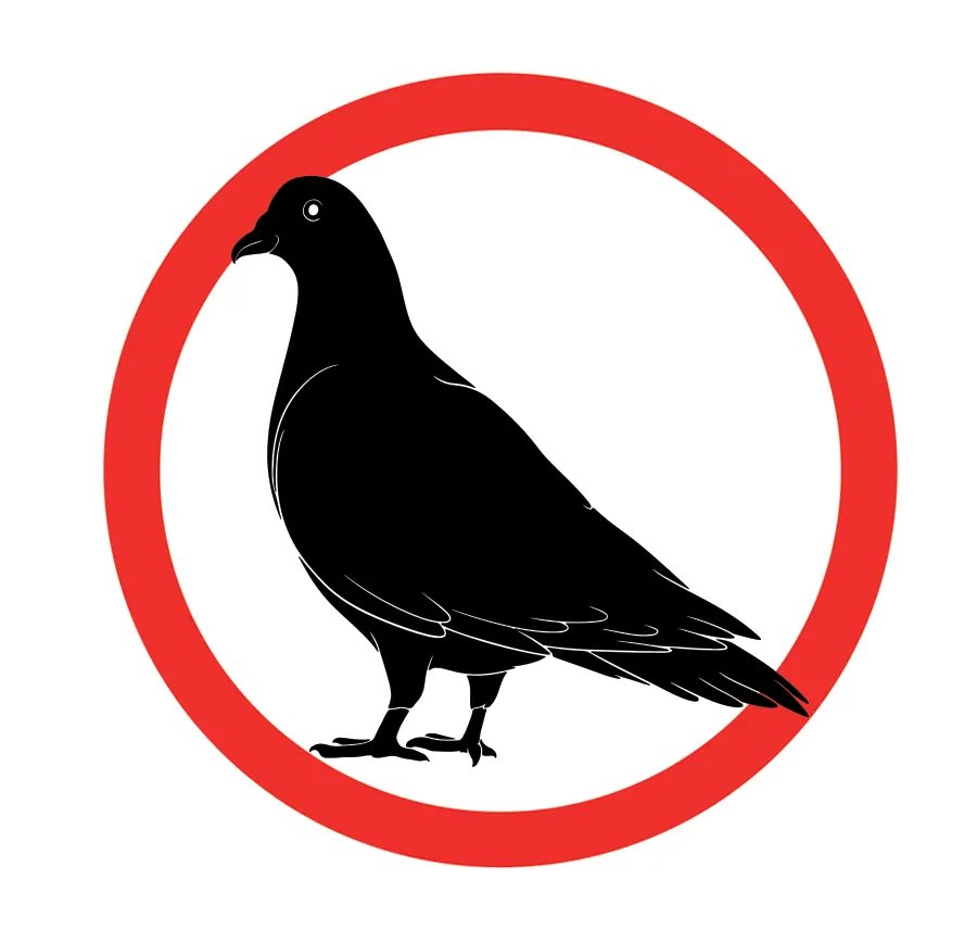 Pigeon