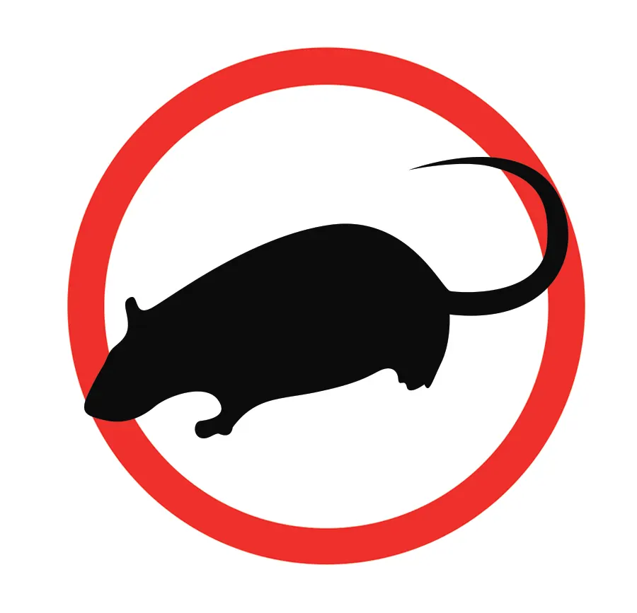 Rat